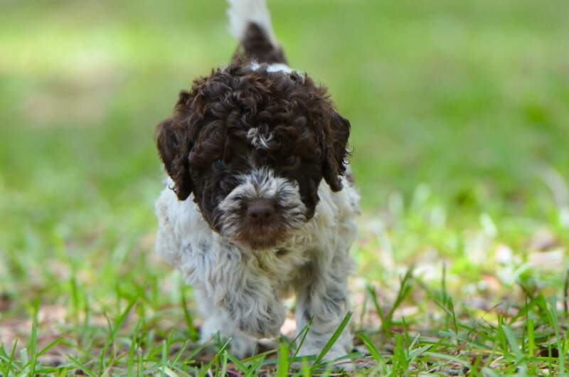 6 weeks