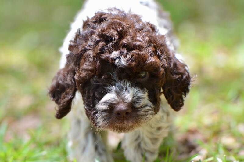 6 weeks