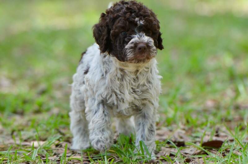 6 weeks