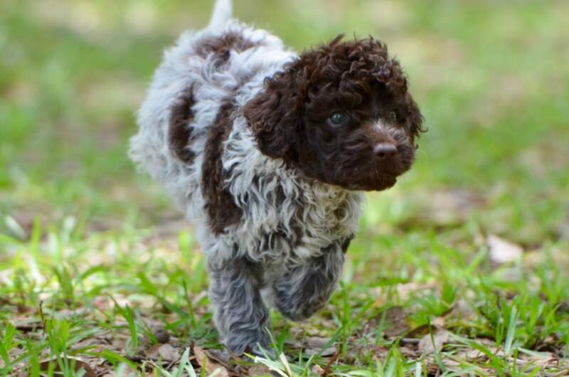 6 weeks