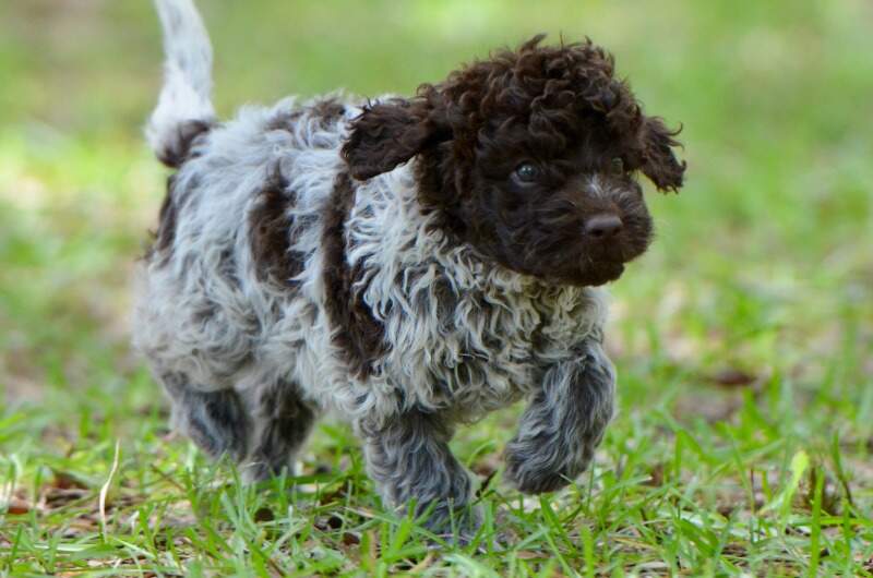 6 weeks