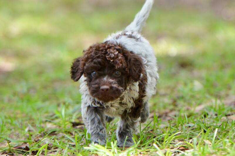 6 weeks