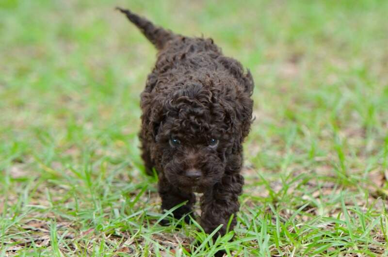 Lagotto Romagnolo puppy - 'Orion' Brown - Male
