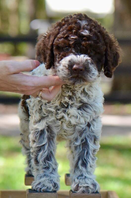 7 weeks