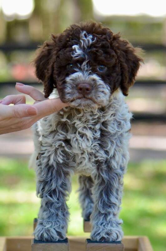 7 weeks
