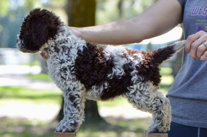 7 weeks